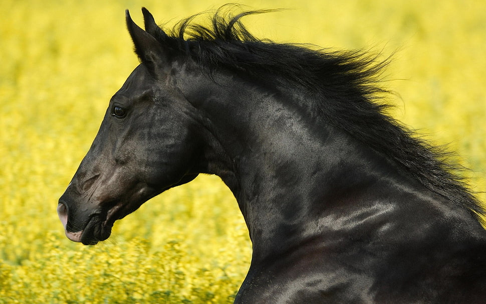 selective focus photo of adult black stallion HD wallpaper
